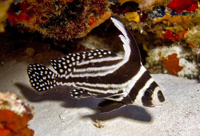 A Spotted Drum fish showcasing its striking black-and-white patterns near coral