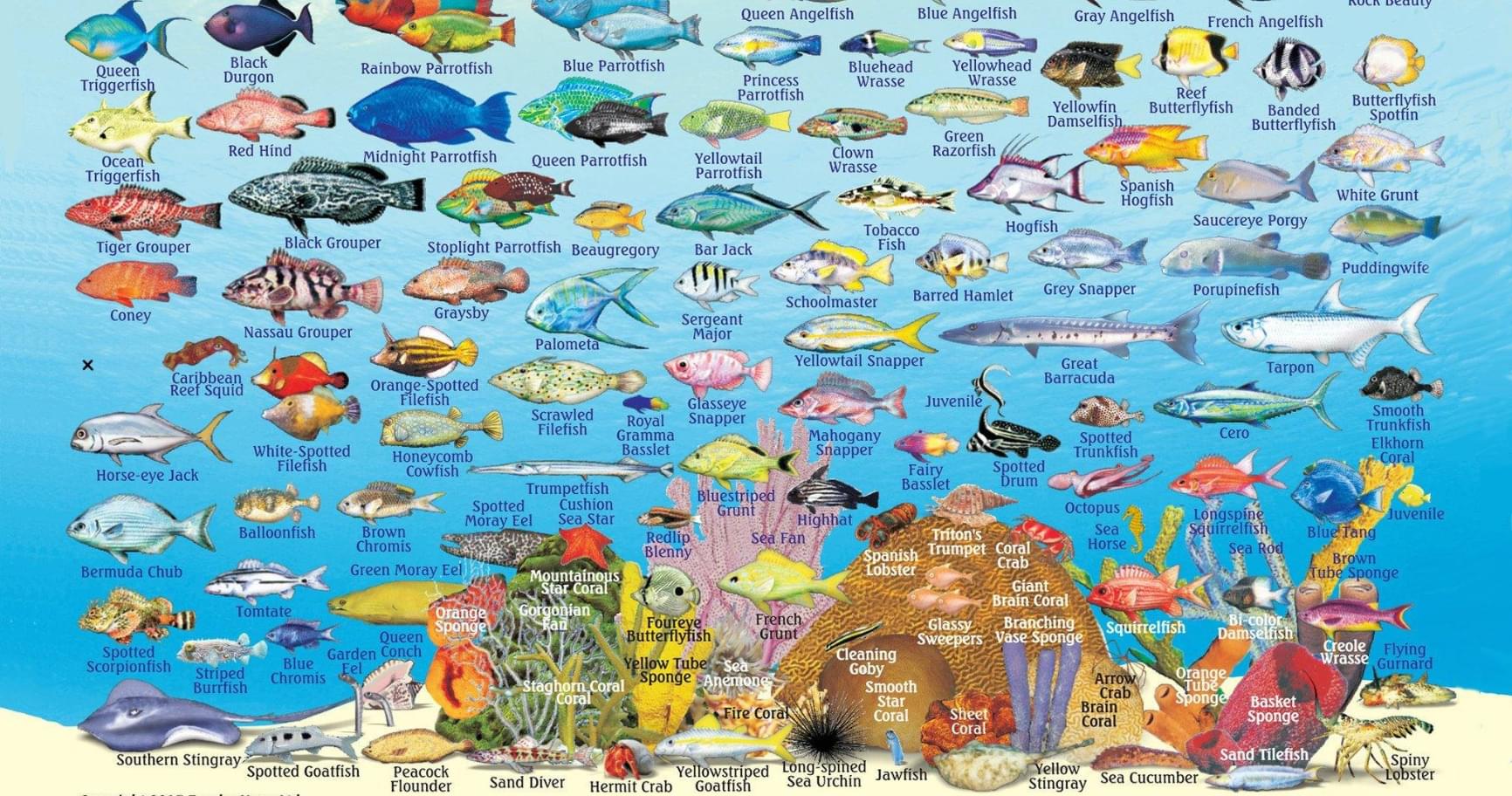 A colorful Cayman Islands fish guide poster illustrating diverse marine life