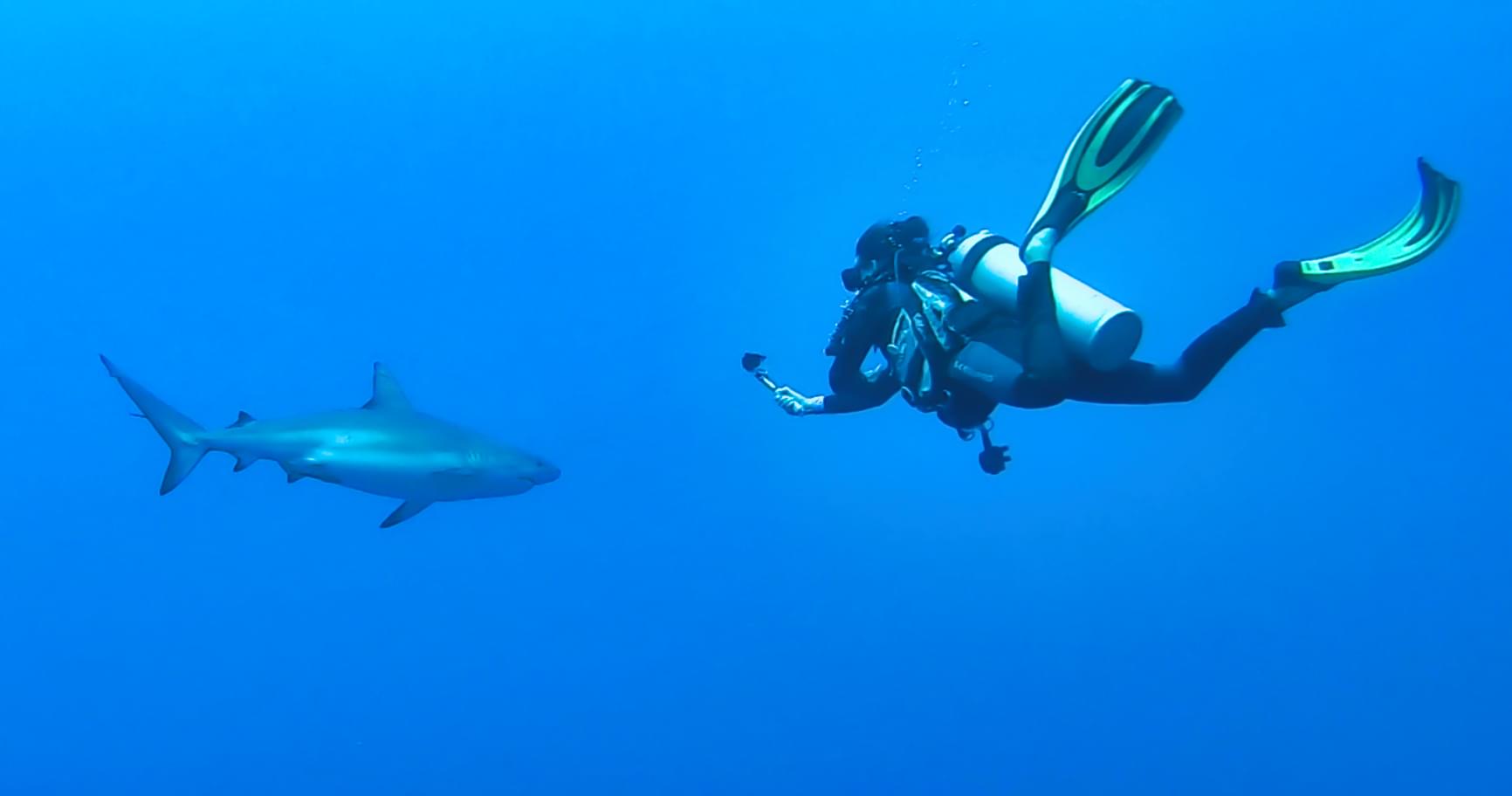 A Caribbean Reef Shark swimming near a scuba diver in Grand Cayman