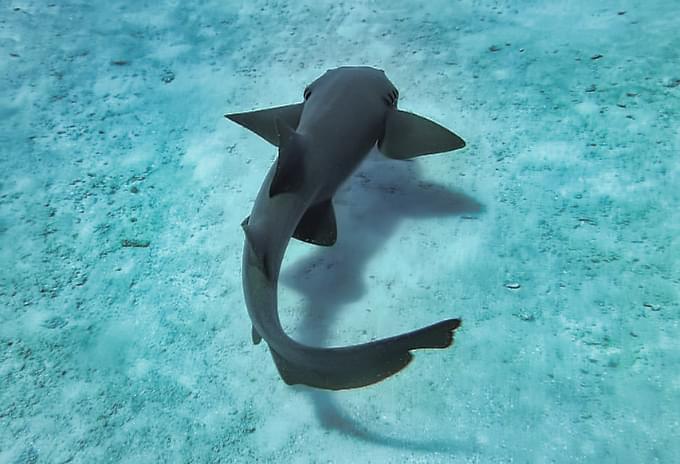 A Nurse Shark resting on the sandy seabed in shallow waters of the Cayman Islands