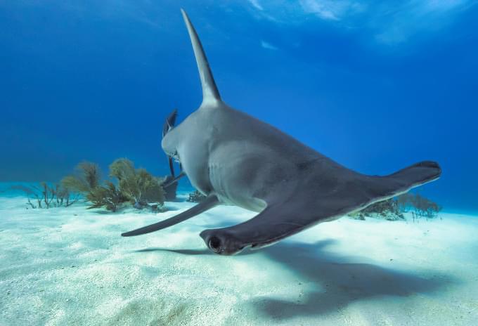 A Hammerhead Shark cruising along the sandy bottom in Grand Cayman