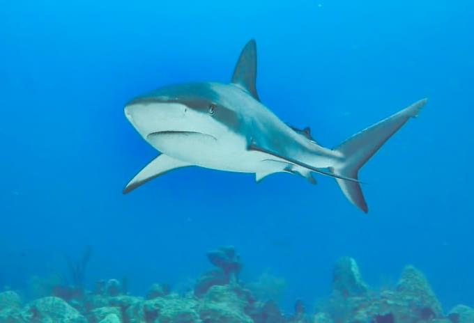 A Caribbean Reef Shark swimming through crystal-clear waters in the Cayman Islands