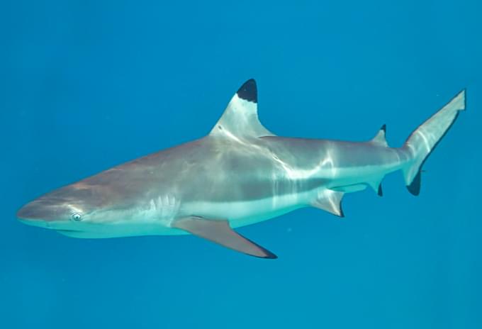 A Blacktip Shark gliding through the water near a coral reef in the Cayman Islands