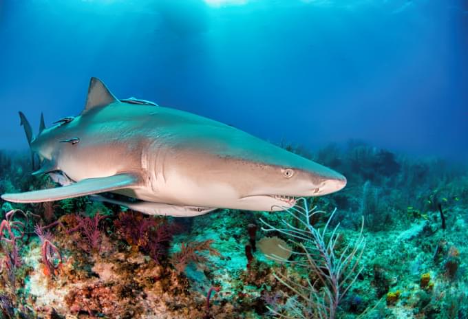 A Lemon Shark blending into the sandy seabed near a mangrove reef in Grand Cayman