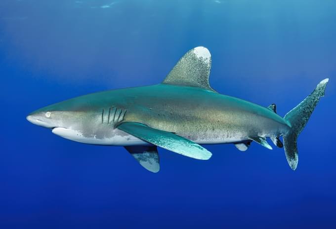An Oceanic Whitetip Shark with distinctive white-tipped fins near a reef