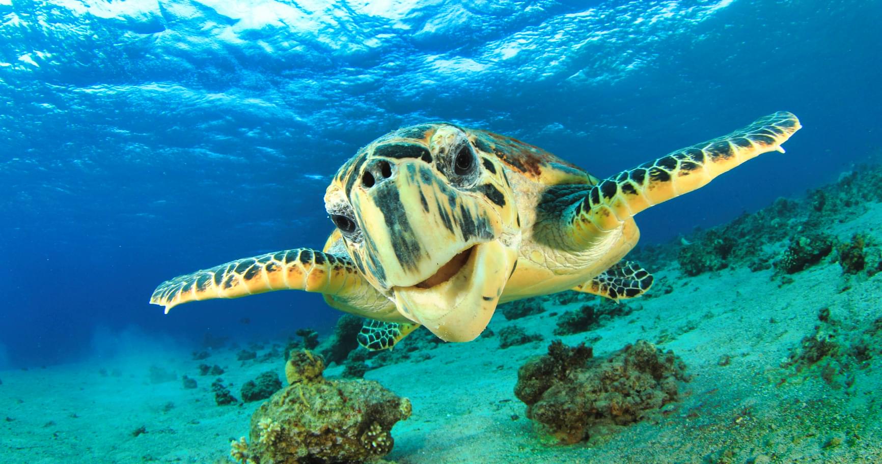 A Hawksbill Turtle gracefully swimming above a coral reef in the Cayman Islands
