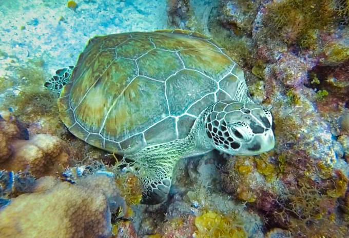 A Green Turtle resting near vibrant coral formations in the Cayman Islands