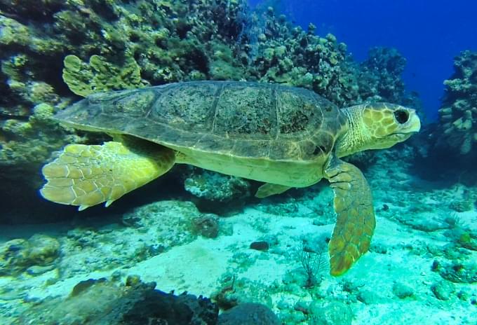 A Loggerhead Turtle near a coral reef, showing its distinctive large head in Grand Cayman
