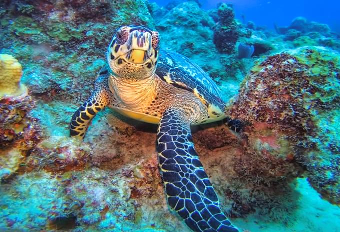 A Hawksbill Turtle swimming in vibrant coral reefs of the Cayman Islands