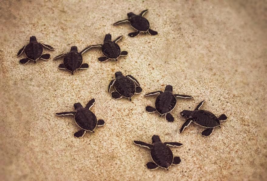 Baby turtles making their way to the sea during a turtle hatching in the Cayman Islands