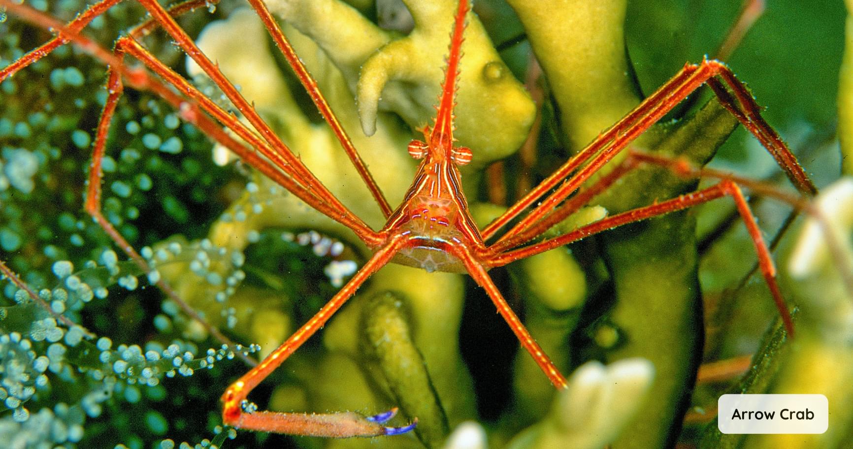 An Arrow Crab perched delicately on a coral in the Cayman Islands