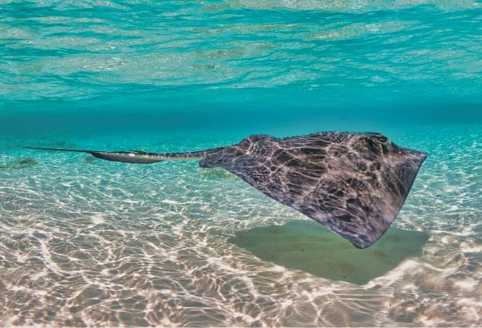 A Southern Stingray gliding gracefully over the sandy seabed in Grand Cayman