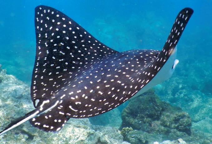 A Spotted Eagle Ray with distinctive polka-dot patterns swimming near a coral reef