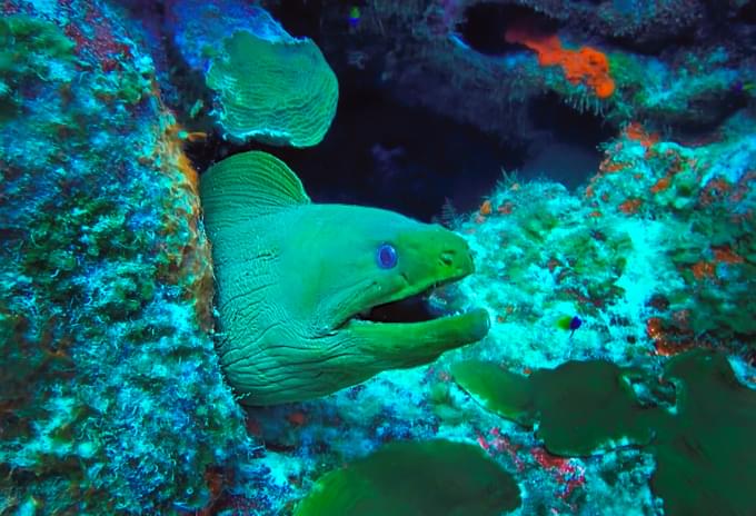 A Green Moray Eel peeking out from a coral crevice in the Cayman Islands