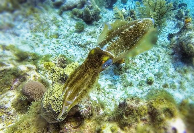 A single squid hovering near the reef, displaying vibrant colors in Grand Cayman