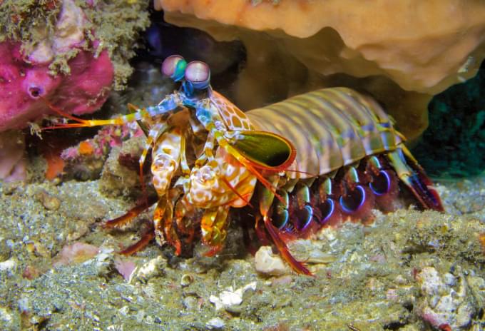 A colorful Mantis Shrimp with its distinctive claws near a coral reef in the Cayman Islands