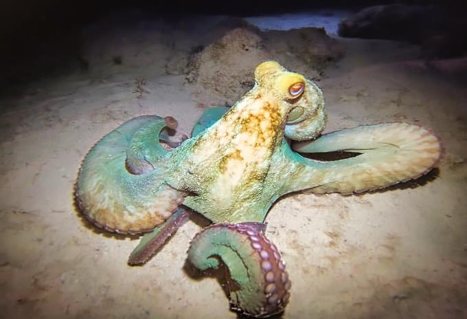 An octopus camouflaging against the sandy ocean floor in the Cayman Islands