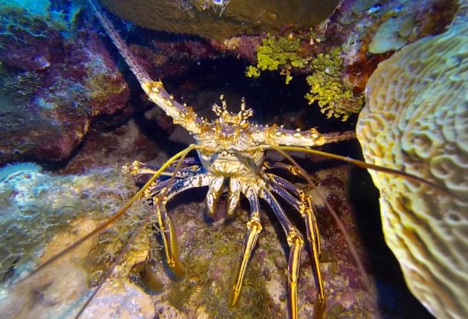A spiny lobster hiding in a crevice on a coral reef in the Cayman Islands