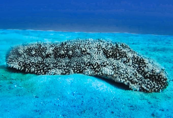A sea cucumber resting on the sandy seabed, playing its role in cleaning the ocean floor