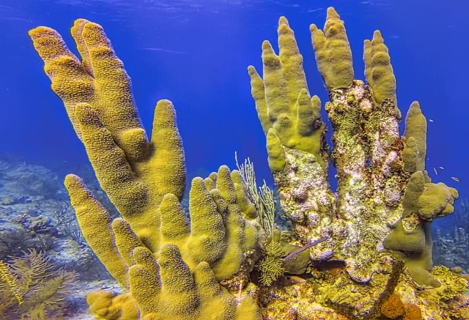 Colorful coral formations in the Cayman Islands providing a home to marine life