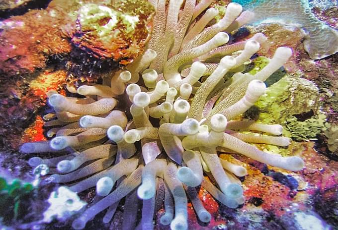 A vibrant anemone with tentacles waving among the coral in the Cayman Islands