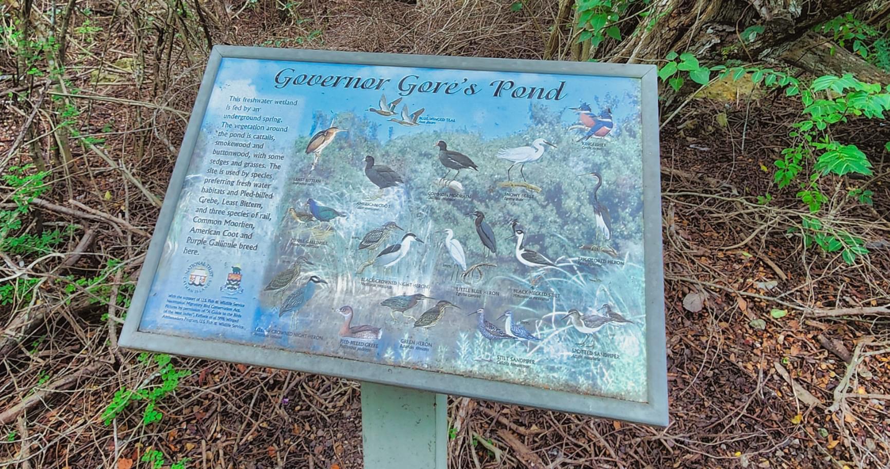 A conservation signboard showcasing bird species found in the Cayman Islands