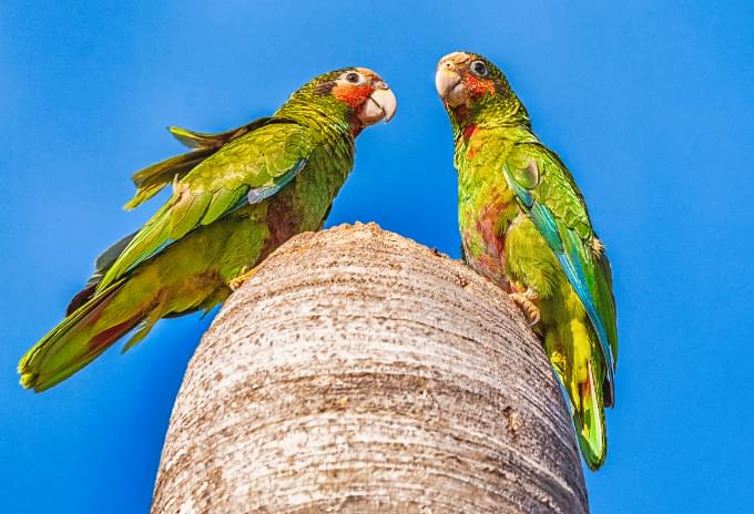 Two Grand Cayman Parrots perched on a branch, showcasing their colorful plumage