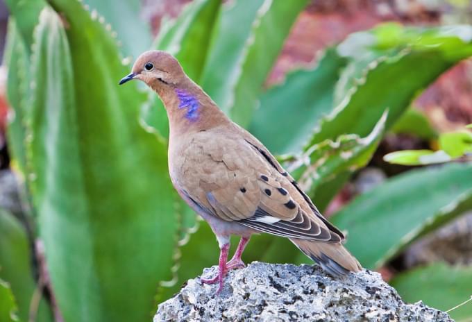 A Caribbean Dove perched on a rock surrounded by tropical plants in the Cayman Islands