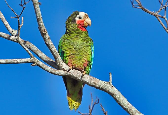 A Cuban Parrot resting on a tree branch against a bright blue sky