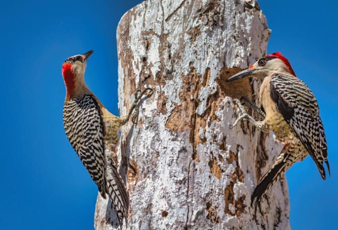 A pair of West Indian Woodpeckers on a tree trunk in the Cayman Islands