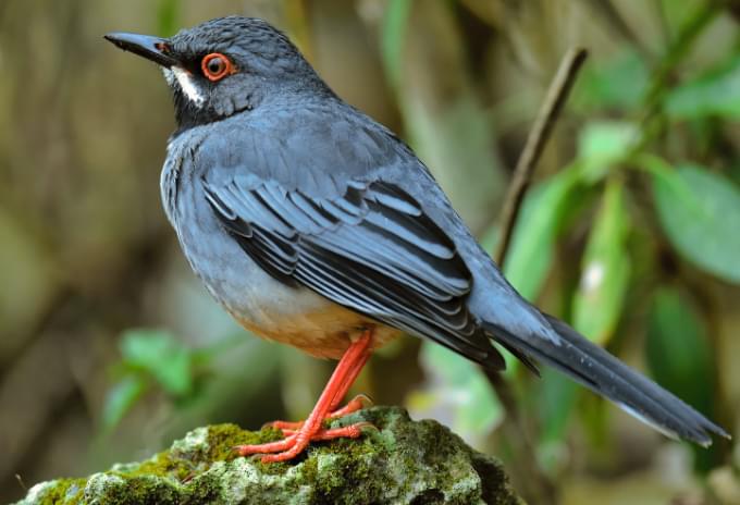 A Red-legged Thrush perched on a mossy branch in the Cayman Islands