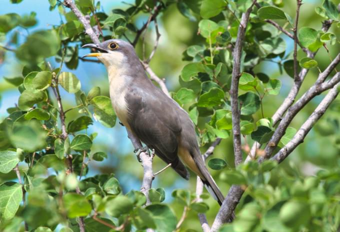 A Mangrove Cuckoo perched among dense mangrove foliage in the Cayman Islands