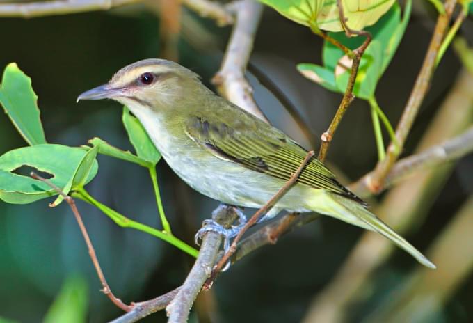A Black-whiskered Vireo perched on a thin branch in the Cayman Islands