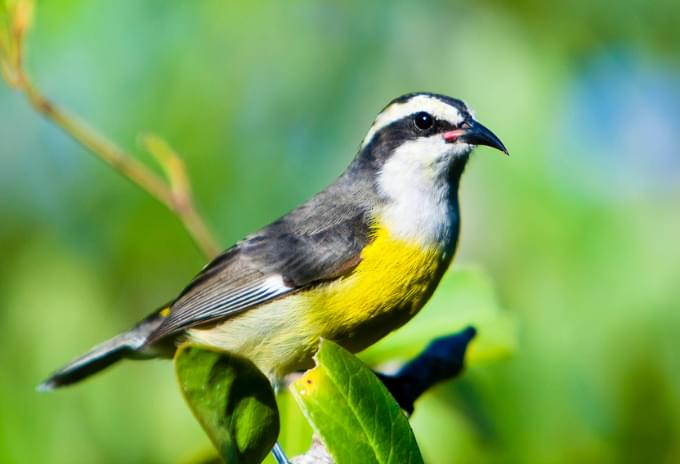 A Yellow Belly Bananaquit perched on a branch