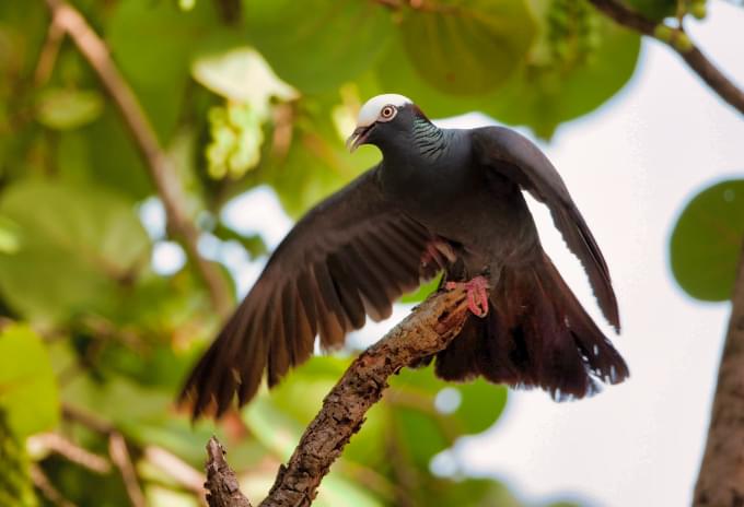 A White-crowned Pigeon perched on a tree branch in the Cayman Islands