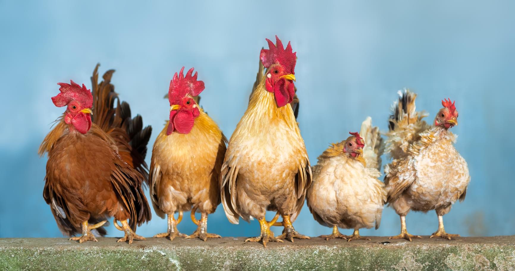 A group of colorful roosters perched together on a wooden beam in the Cayman Islands