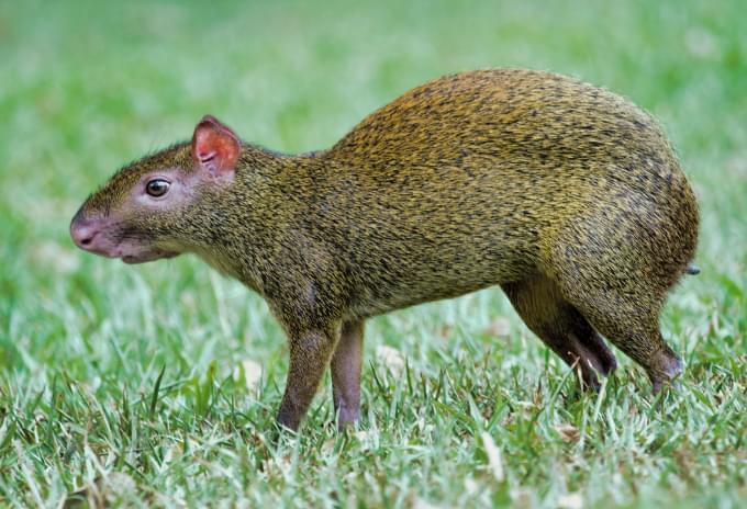 An agouti standing alert on grassy ground in the Cayman Islands
