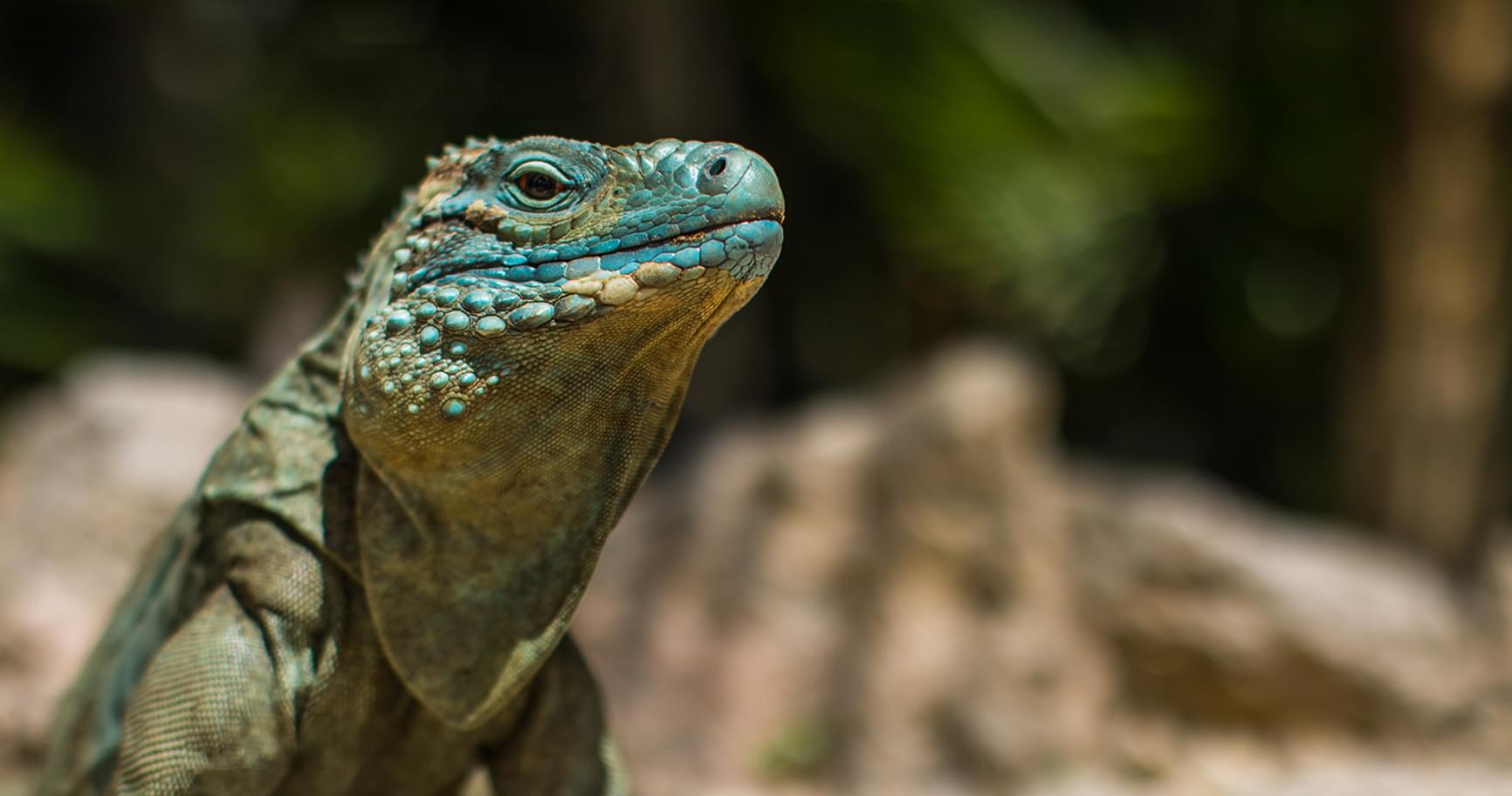 A Grand Cayman Blue Iguana resting on a tree branch in its natural habitat