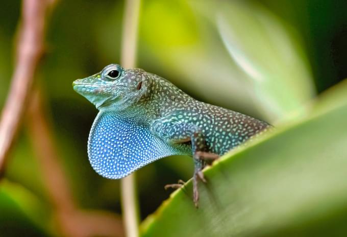 A Grand Cayman Anole with a bright blue dewlap displayed in the Cayman Islands