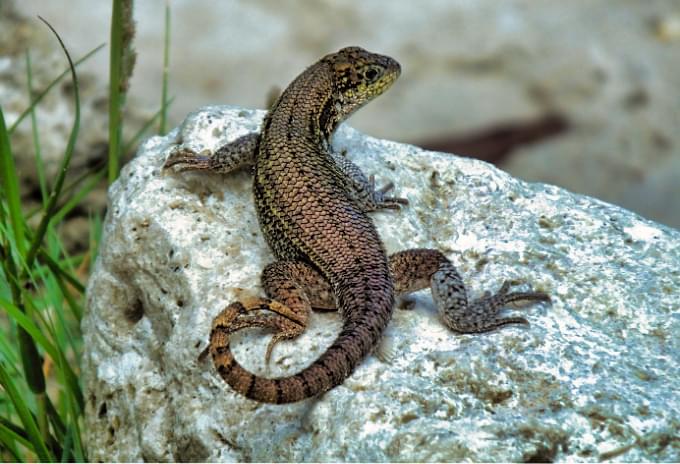 A Northern Curly-tailed Lizard sunbathing on a rock in the Cayman Islands