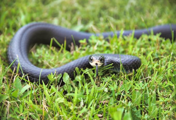 A Cayman Racer snake coiled on grassy ground in the Cayman Islands