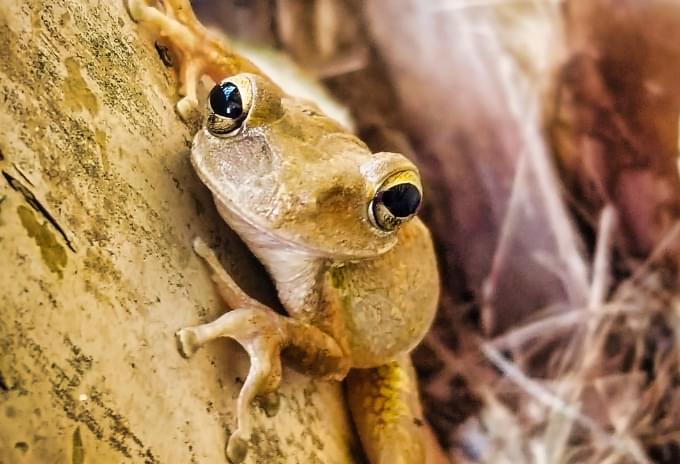 A Cuban Treefrog perched on a branch in the Cayman Islands