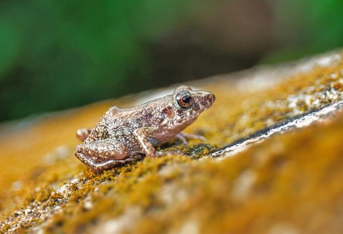 A Greenhouse Frog resting on a mossy surface in the Cayman Islands