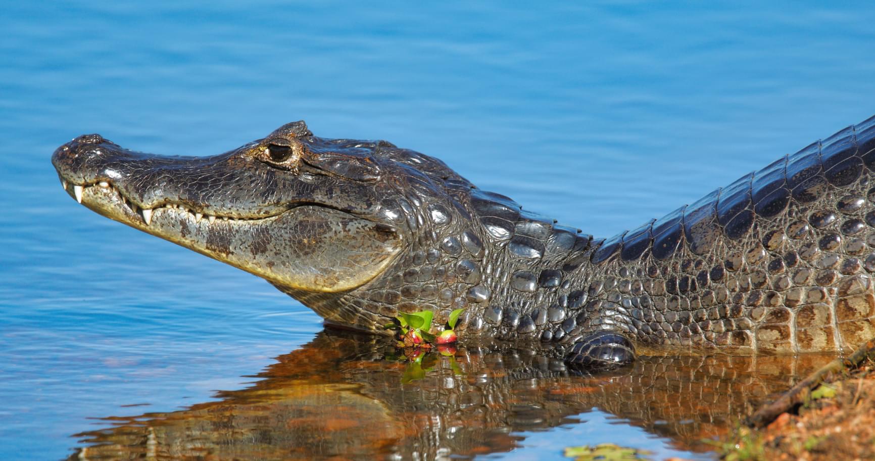 A crocodile basking on a log in the Cayman Islands