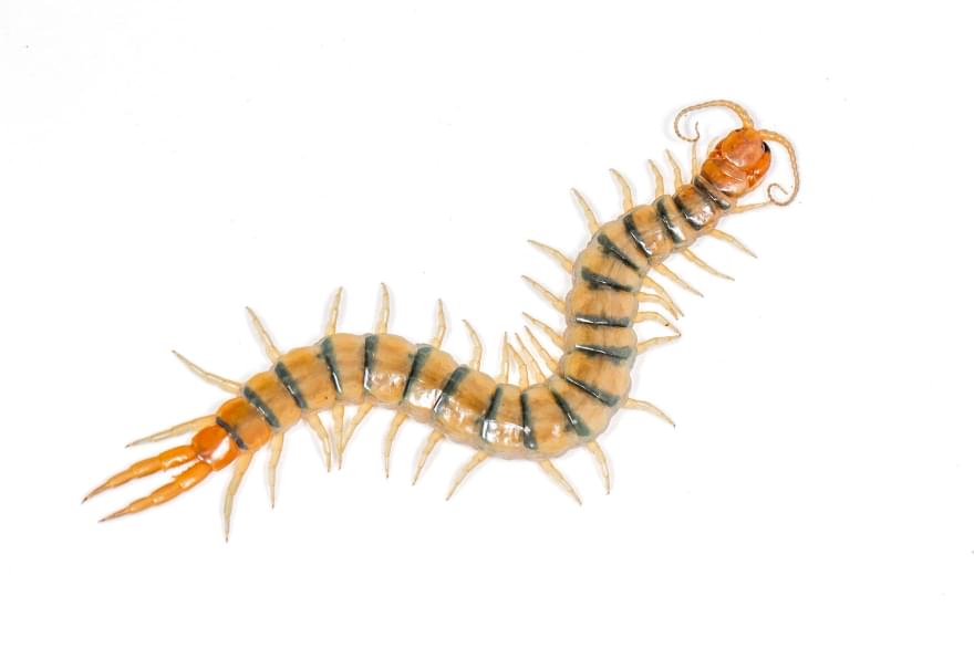 A centipede crawling on a white background in the Cayman Islands