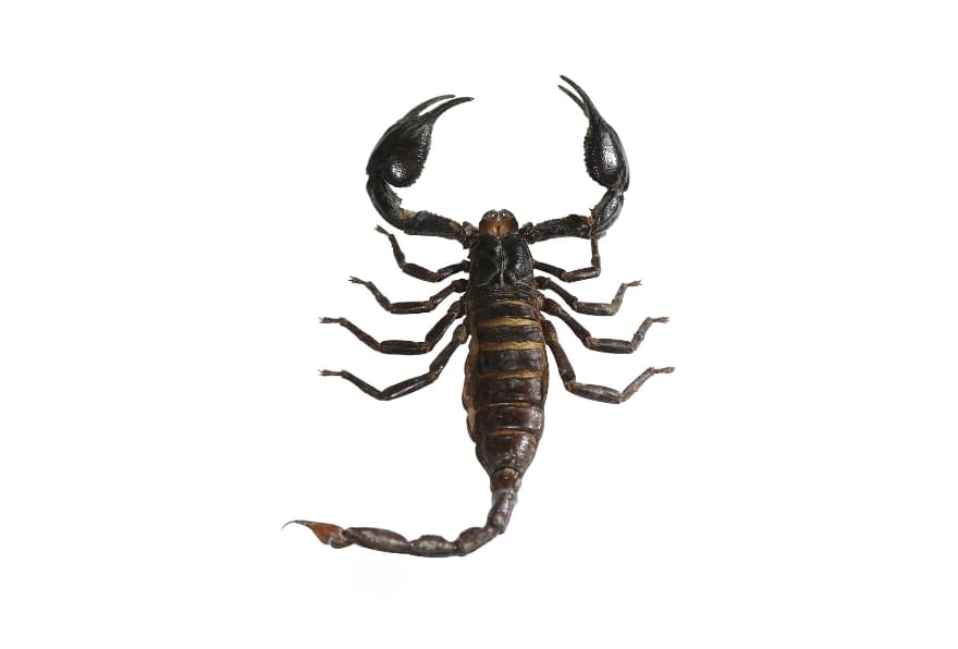 A scorpion with raised claws on a white background in the Cayman Islands
