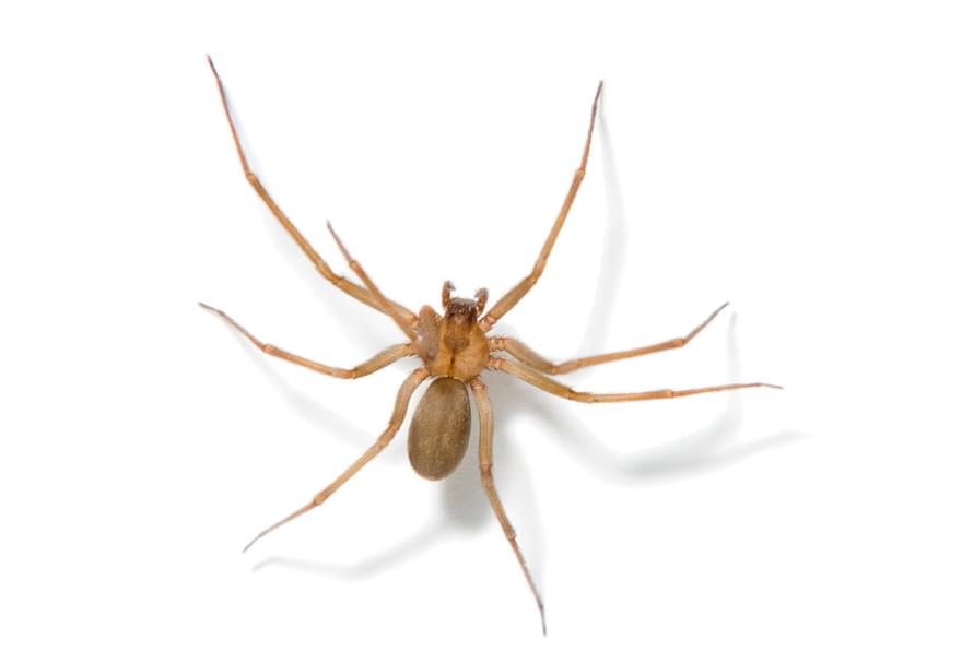 A brown recluse spider displayed on a white background in the Cayman Islands