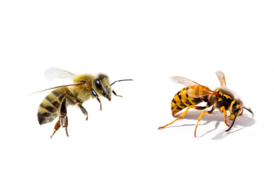 A close-up of bees and wasps on a white background in the Cayman Islands