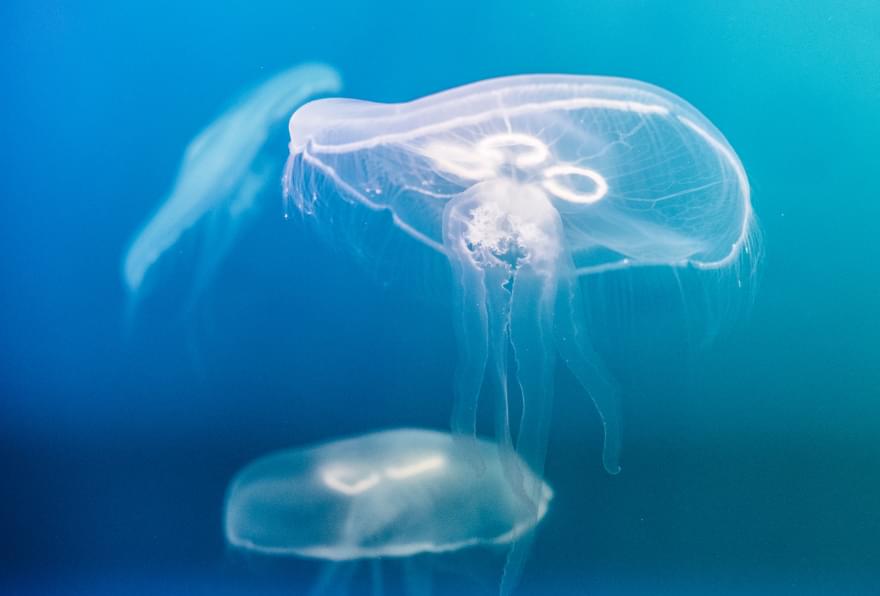 Jellyfish swimming in the clear blue waters of the Cayman Islands
