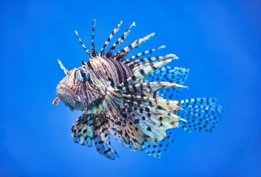 A lionfish with striking fins in the waters of the Cayman Islands